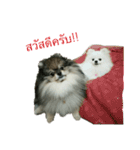 2LittlePomm（個別スタンプ：1）