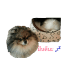 2LittlePomm（個別スタンプ：3）