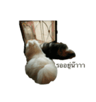 2LittlePomm（個別スタンプ：4）