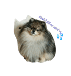 2LittlePomm（個別スタンプ：6）