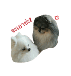 2LittlePomm（個別スタンプ：7）