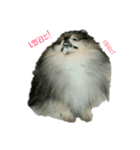2LittlePomm（個別スタンプ：9）