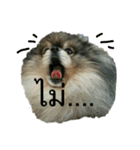 2LittlePomm（個別スタンプ：11）