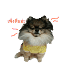 2LittlePomm（個別スタンプ：14）