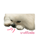 2LittlePomm（個別スタンプ：15）