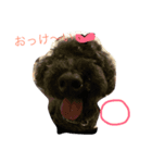 ブラックトイプードルの見えずらい苦悩。（個別スタンプ：2）