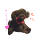 ブラックトイプードルの見えずらい苦悩。（個別スタンプ：4）