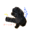 ブラックトイプードルの見えずらい苦悩。（個別スタンプ：6）