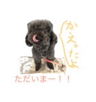 ブラックトイプードルの見えずらい苦悩。（個別スタンプ：9）
