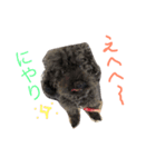 ブラックトイプードルの見えずらい苦悩。（個別スタンプ：11）