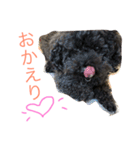 ブラックトイプードルの見えずらい苦悩。（個別スタンプ：12）