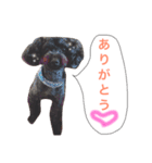 ブラックトイプードルの見えずらい苦悩。（個別スタンプ：13）