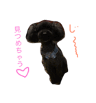 ブラックトイプードルの見えずらい苦悩。（個別スタンプ：15）
