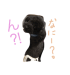 ブラックトイプードルの見えずらい苦悩。（個別スタンプ：16）