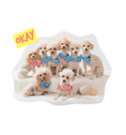 Eight Dogs -2017-（個別スタンプ：3）