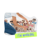 Eight Dogs -2017-（個別スタンプ：4）