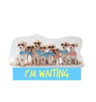 Eight Dogs -2017-（個別スタンプ：5）