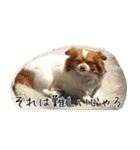 ー 2匹で1匹 ー（個別スタンプ：8）