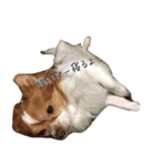 ー 2匹で1匹 ー（個別スタンプ：15）
