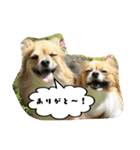 パピチワ『サスケ』＆パピヨン『まつり』2（個別スタンプ：1）