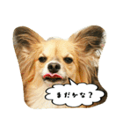 パピチワ『サスケ』＆パピヨン『まつり』2（個別スタンプ：10）