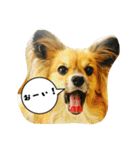 パピチワ『サスケ』＆パピヨン『まつり』2（個別スタンプ：11）