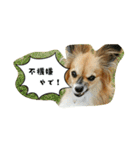 パピチワ『サスケ』＆パピヨン『まつり』2（個別スタンプ：15）