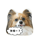 パピチワ『サスケ』＆パピヨン『まつり』2（個別スタンプ：16）