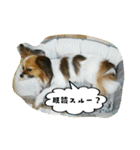 パピチワ『サスケ』＆パピヨン『まつり』2（個別スタンプ：17）