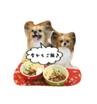 パピチワ『サスケ』＆パピヨン『まつり』2（個別スタンプ：37）