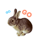 うさぎ春の日常（個別スタンプ：4）