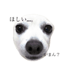 雑種の日常 ミックス犬（個別スタンプ：1）