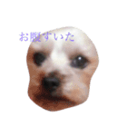 雑種の日常 ミックス犬（個別スタンプ：4）