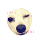 雑種の日常 ミックス犬（個別スタンプ：6）