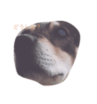 雑種の日常 ミックス犬（個別スタンプ：7）