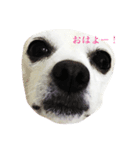 雑種の日常 ミックス犬（個別スタンプ：13）