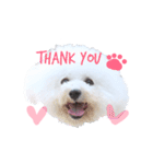 うちの7匹の犬のスタンプ！（個別スタンプ：1）