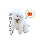うちの7匹の犬のスタンプ！（個別スタンプ：3）