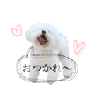 うちの7匹の犬のスタンプ！（個別スタンプ：5）