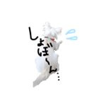 うちの7匹の犬のスタンプ！（個別スタンプ：13）