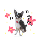 うちの7匹の犬のスタンプ！（個別スタンプ：17）