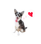 うちの7匹の犬のスタンプ！（個別スタンプ：20）