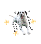 うちの7匹の犬のスタンプ！（個別スタンプ：23）