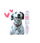 うちの7匹の犬のスタンプ！（個別スタンプ：25）