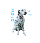 うちの7匹の犬のスタンプ！（個別スタンプ：29）