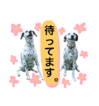 うちの7匹の犬のスタンプ！（個別スタンプ：31）