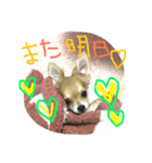 メロディ＆ルイ スタンプ 1（個別スタンプ：23）