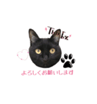 黒猫＆ブサカワねこのスタンプ集です。（個別スタンプ：7）