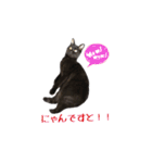黒猫＆ブサカワねこのスタンプ集です。（個別スタンプ：13）