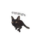 黒猫＆ブサカワねこのスタンプ集です。（個別スタンプ：14）